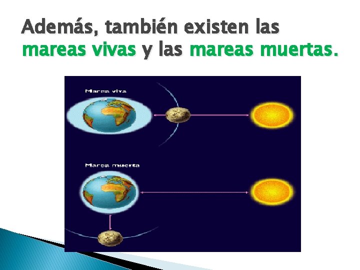 Además, también existen las mareas vivas y las mareas muertas. 