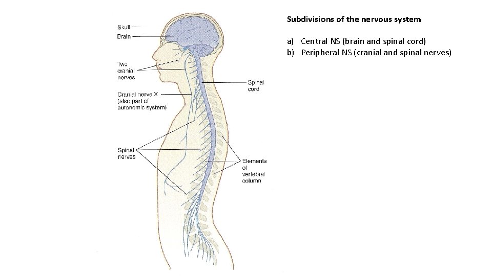 Subdivisions of the nervous system a) Central NS (brain and spinal cord) b) Peripheral