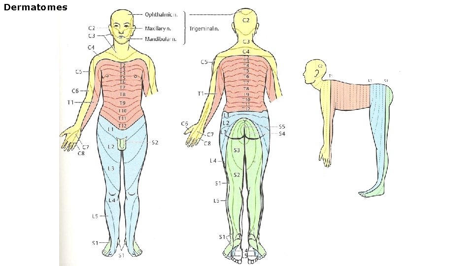 Dermatomes 