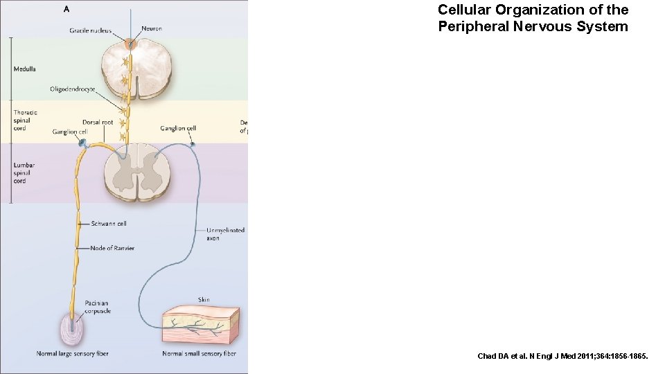 Cellular Organization of the Peripheral Nervous System Chad DA et al. N Engl J