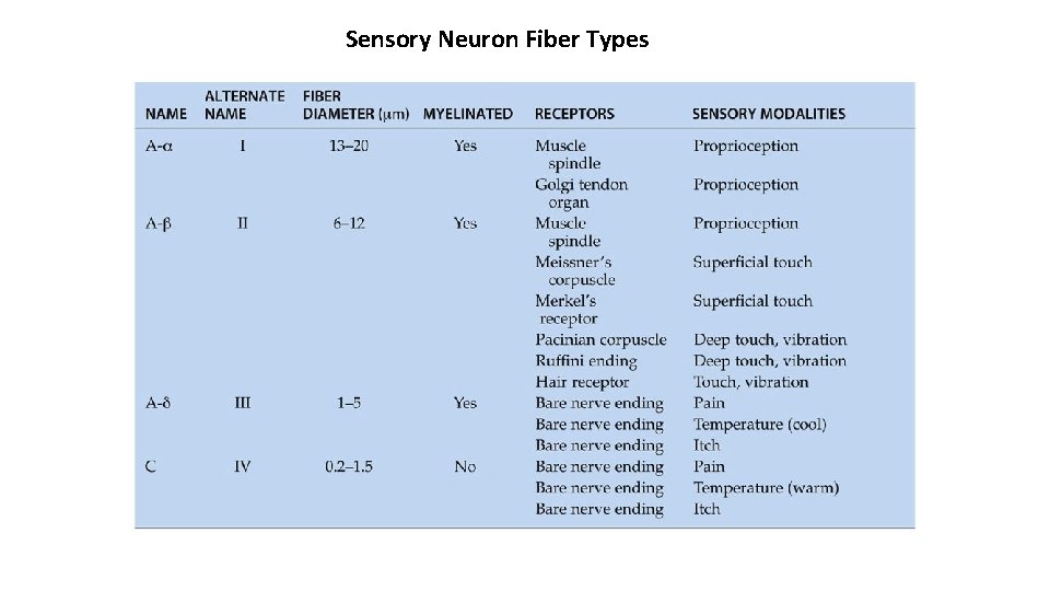 Sensory Neuron Fiber Types 