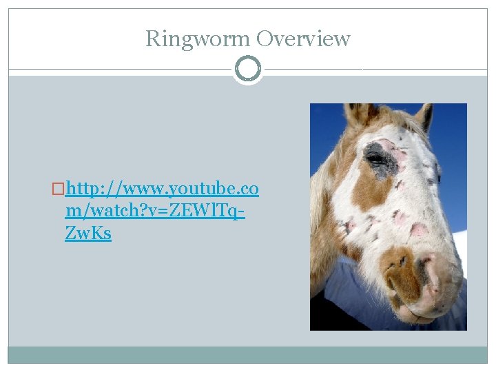 Ringworm Overview �http: //www. youtube. co m/watch? v=ZEWl. Tq. Zw. Ks 