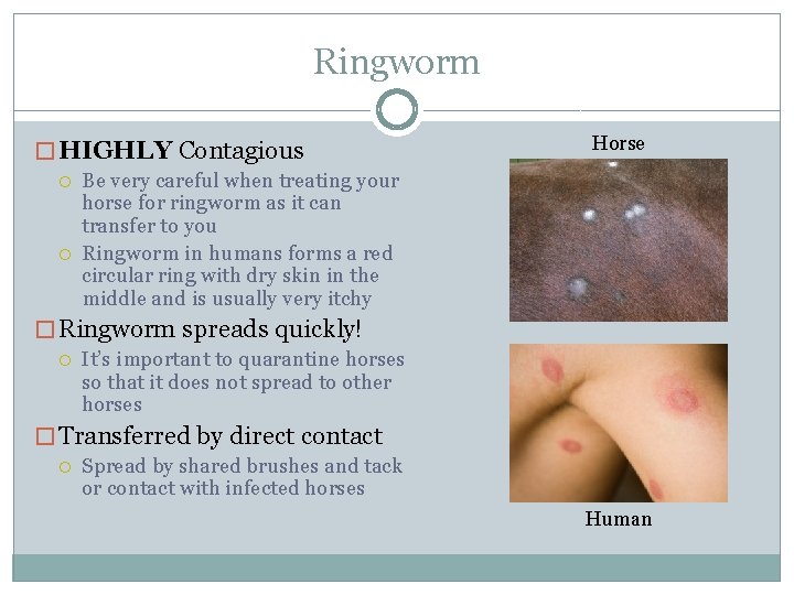 Ringworm � HIGHLY Contagious Horse Be very careful when treating your horse for ringworm