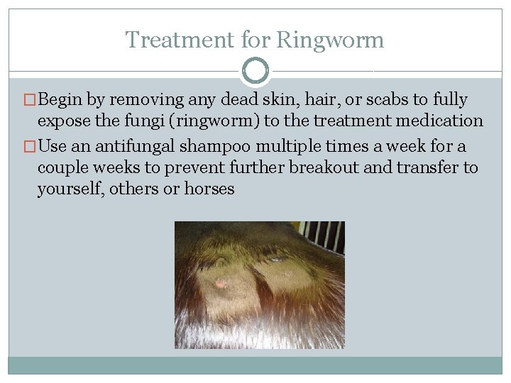 Treatment for Ringworm �Begin by removing any dead skin, hair, or scabs to fully