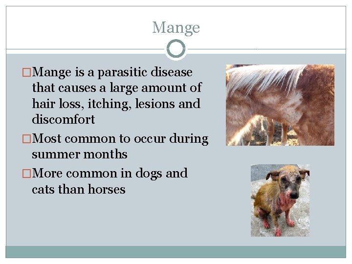 Mange �Mange is a parasitic disease that causes a large amount of hair loss,