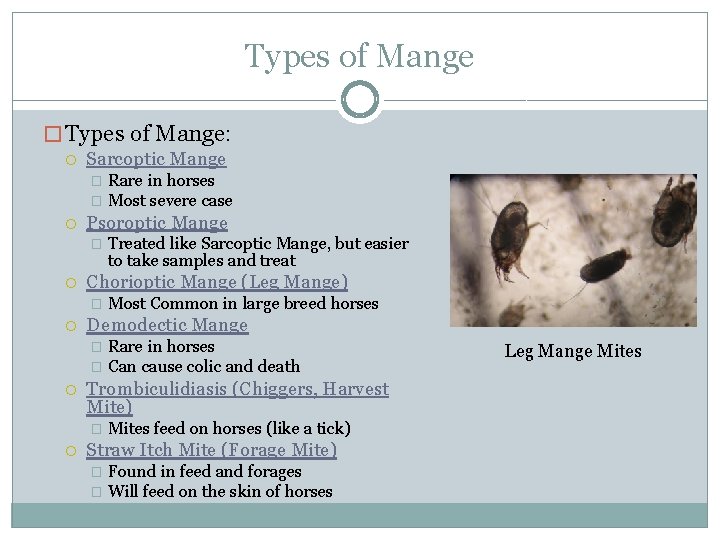 Types of Mange � Types of Mange: Sarcoptic Mange Rare in horses � Most