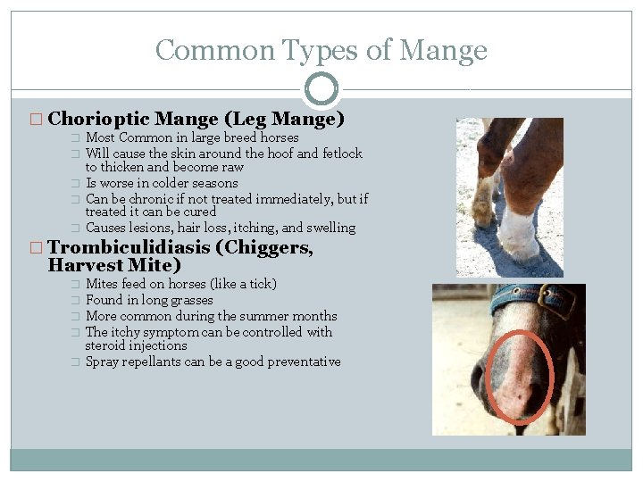 Common Types of Mange � Chorioptic Mange (Leg Mange) � � � Most Common