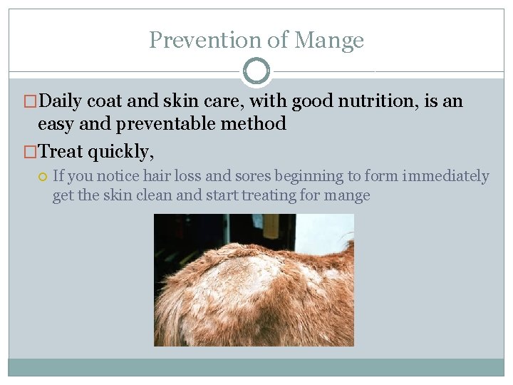 Prevention of Mange �Daily coat and skin care, with good nutrition, is an easy