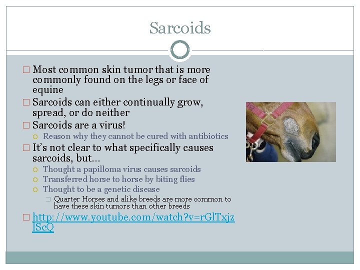 Sarcoids � Most common skin tumor that is more commonly found on the legs