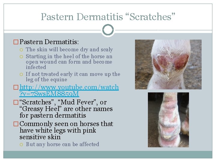 Pastern Dermatitis “Scratches” � Pastern Dermatitis: The skin will become dry and scaly Starting
