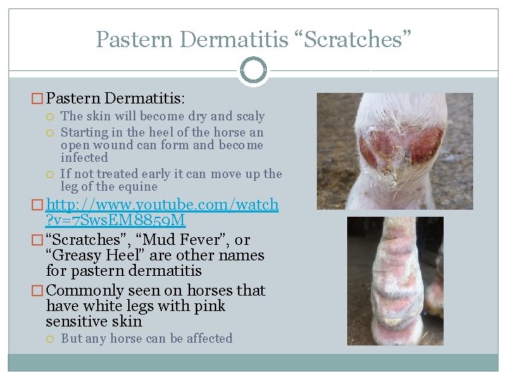 Pastern Dermatitis “Scratches” � Pastern Dermatitis: The skin will become dry and scaly Starting