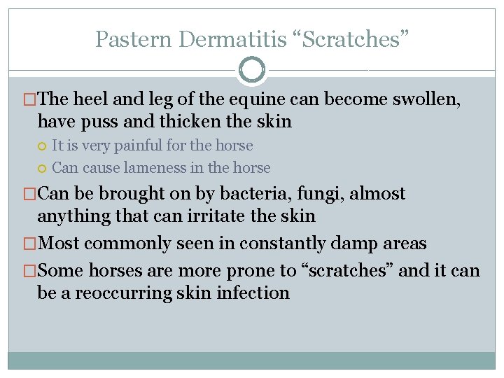 Pastern Dermatitis “Scratches” �The heel and leg of the equine can become swollen, have