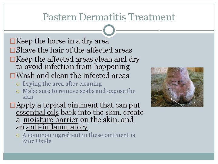 Pastern Dermatitis Treatment �Keep the horse in a dry area �Shave the hair of