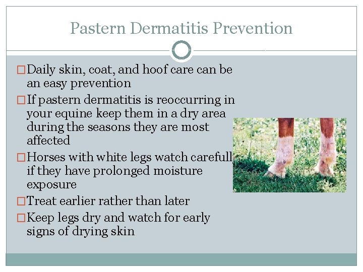 Pastern Dermatitis Prevention �Daily skin, coat, and hoof care can be an easy prevention