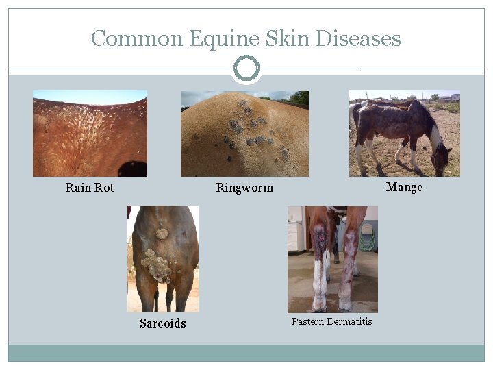 Common Equine Skin Diseases Mange Ringworm Rain Rot Sarcoids Pastern Dermatitis 