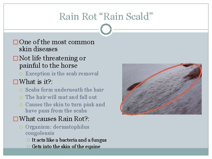 Rain Rot “Rain Scald” � One of the most common skin diseases � Not