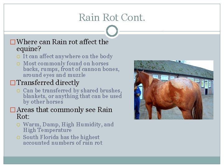 Rain Rot Cont. � Where can Rain rot affect the equine? It can affect
