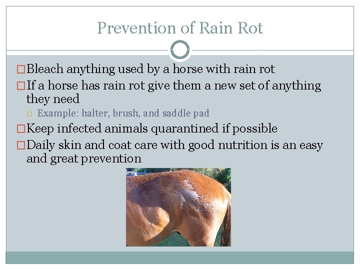 Prevention of Rain Rot �Bleach anything used by a horse with rain rot �If