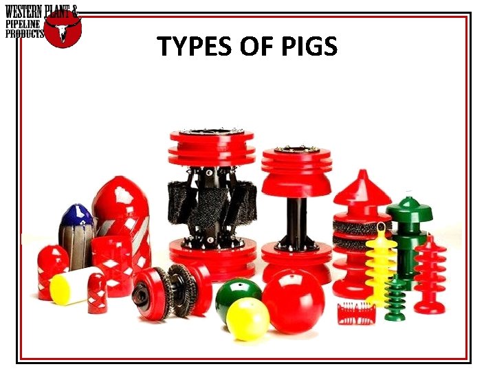 TYPES OF PIGS TYPES OF PIGS