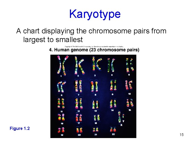 Karyotype A chart displaying the chromosome pairs from largest to smallest Figure 1. 2