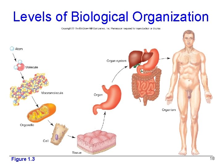 Levels of Biological Organization Figure 1. 3 18 