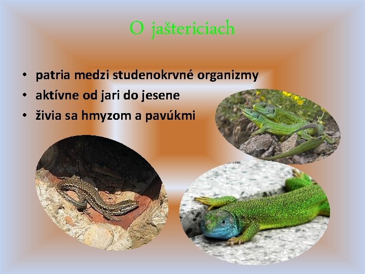 O jaštericiach • patria medzi studenokrvné organizmy • aktívne od jari do jesene •