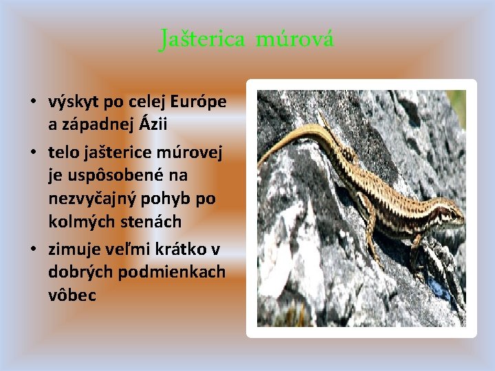 Jašterica múrová • výskyt po celej Európe a západnej Ázii • telo jašterice múrovej