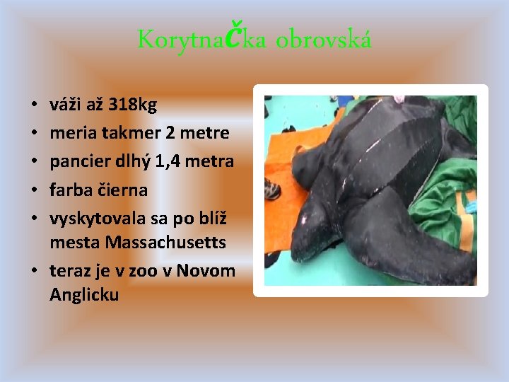 Korytnačka obrovská váži až 318 kg meria takmer 2 metre pancier dlhý 1, 4