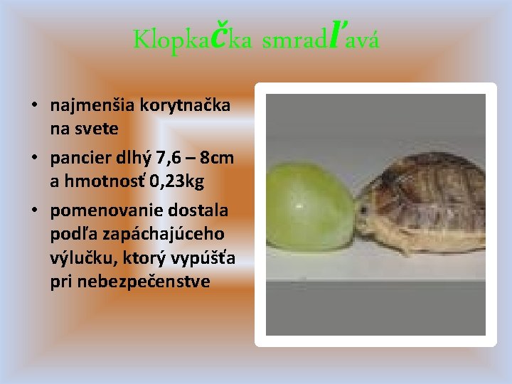 Klopkačka smradľavá • najmenšia korytnačka na svete • pancier dlhý 7, 6 – 8