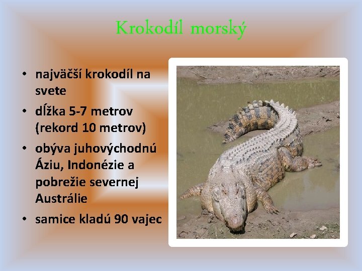 Krokodíl morský • najväčší krokodíl na svete • dĺžka 5 -7 metrov (rekord 10