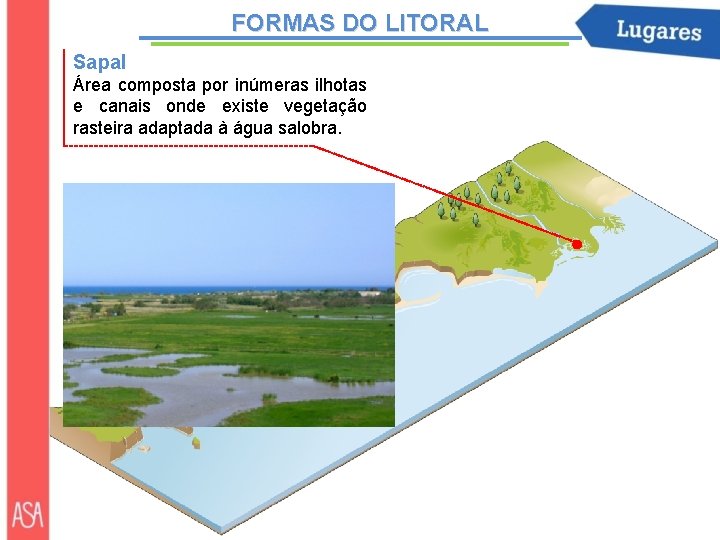 FORMAS DO LITORAL Sapal Área composta por inúmeras ilhotas e canais onde existe vegetação