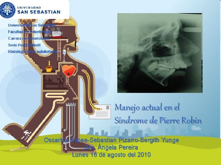 Universidad San Sebastian Facultad de Odontología Carrera de Odontología Sede Puerto Montt Histología buco