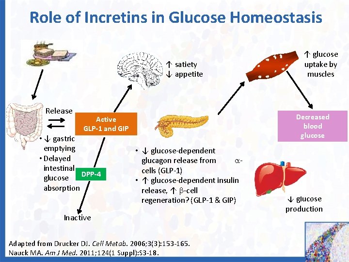 Role of Incretins in Glucose Homeostasis ↑ satiety ↓ appetite Release Decreased blood glucose