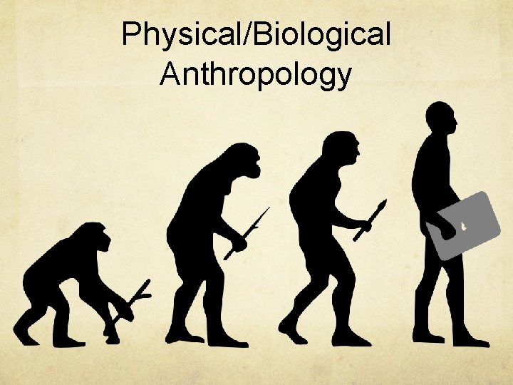 Physical/Biological Anthropology 