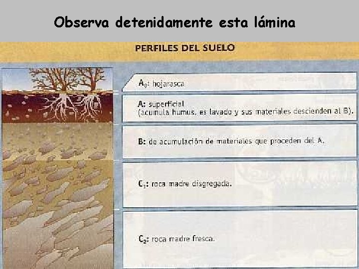 Observa detenidamente esta lámina 