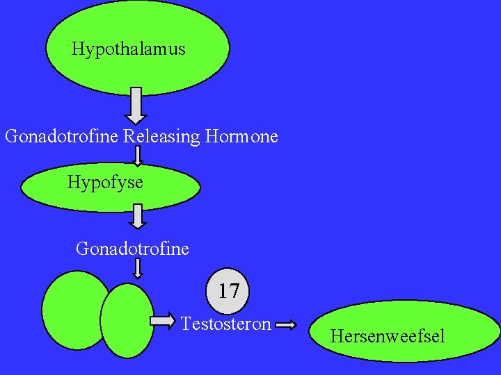 Hypothalamus Gonadotrofine Releasing Hormone Hypofyse Gonadotrofine 17 Testosteron Hersenweefsel 
