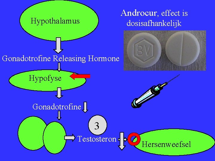 Androcur, effect is Hypothalamus dosisafhankelijk Gonadotrofine Releasing Hormone Hypofyse Gonadotrofine 3 Testosteron Hersenweefsel 