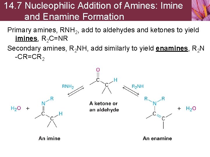 14. 7 Nucleophilic Addition of Amines: Imine and Enamine Formation Primary amines, RNH 2,