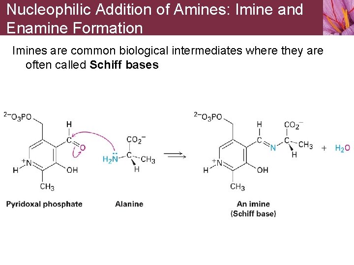Nucleophilic Addition of Amines: Imine and Enamine Formation Imines are common biological intermediates where