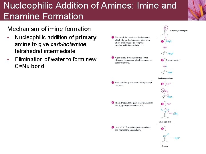 Nucleophilic Addition of Amines: Imine and Enamine Formation Mechanism of imine formation • •