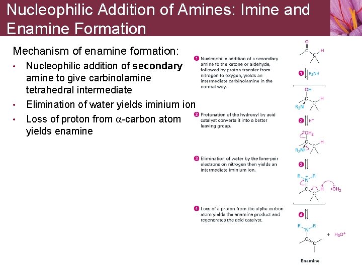 Nucleophilic Addition of Amines: Imine and Enamine Formation Mechanism of enamine formation: • •