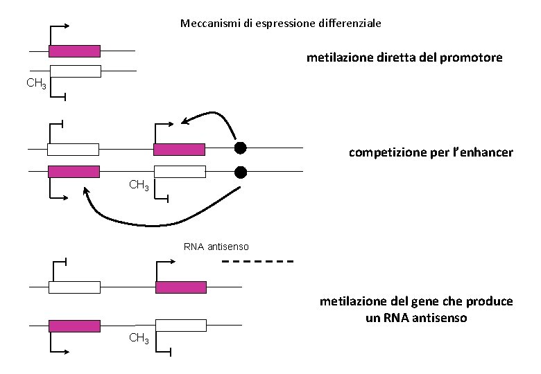 Meccanismi di espressione differenziale metilazione diretta del promotore CH 3 competizione per l’enhancer CH