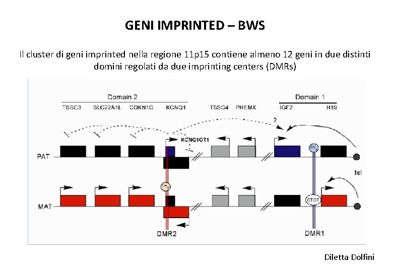 GENI IMPRINTED – BWS Il cluster di geni imprinted nella regione 11 p 15