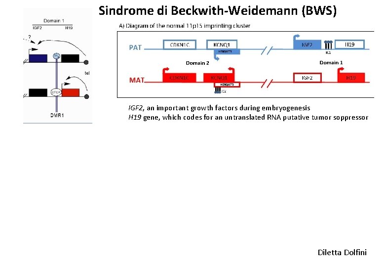 Sindrome di Beckwith-Weidemann (BWS) IGF 2, an important growth factors during embryogenesis H 19