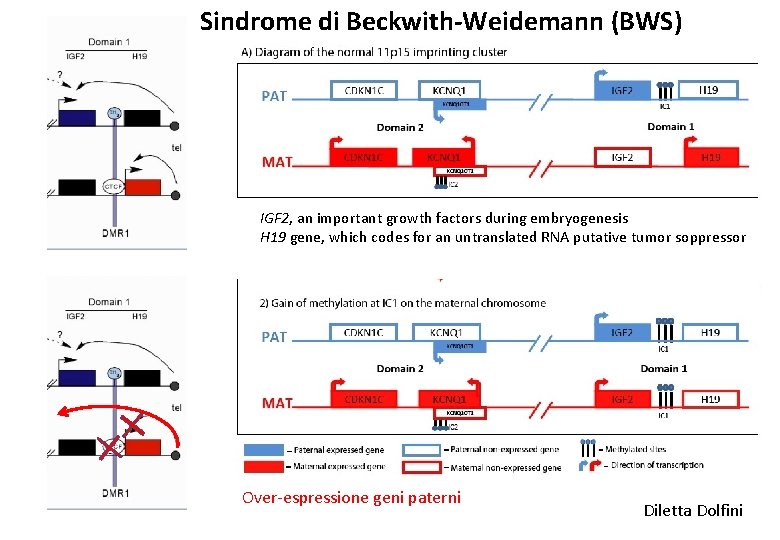 Sindrome di Beckwith-Weidemann (BWS) IGF 2, an important growth factors during embryogenesis H 19