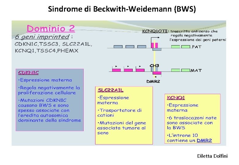 Sindrome di Beckwith-Weidemann (BWS) Diletta Dolfini 