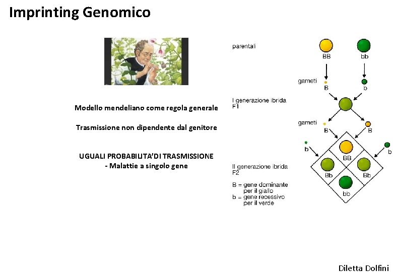 Imprinting Genomico Modello mendeliano come regola generale Trasmissione non dipendente dal genitore UGUALI PROBABILITA’DI