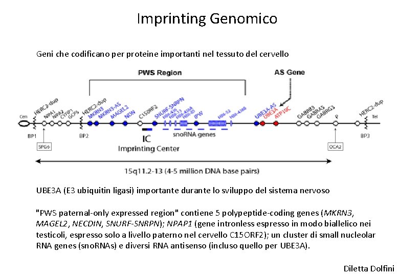 Imprinting Genomico Geni che codificano per proteine importanti nel tessuto del cervello UBE 3