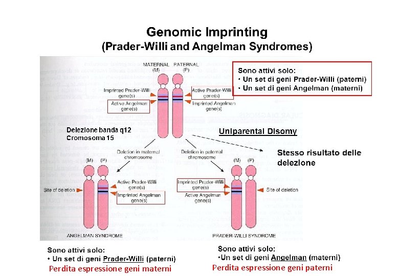 Perdita espressione geni materni Perdita espressione geni paterni 