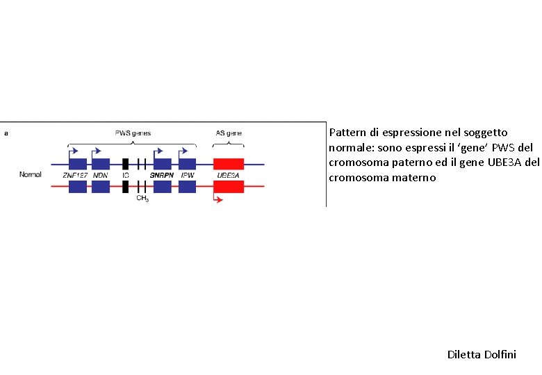 Pattern di espressione nel soggetto normale: sono espressi il ‘gene’ PWS del cromosoma paterno